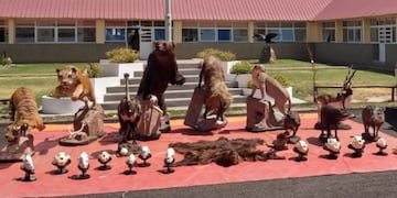 Parte de los animales embalsamados secuestrados en Uspallata, todos como trofeos de caza. Gentileza Gobierno de Mendoza