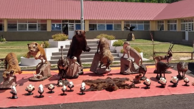 Parte de los animales embalsamados secuestrados en Uspallata, todos como trofeos de caza. Gentileza Gobierno de Mendoza