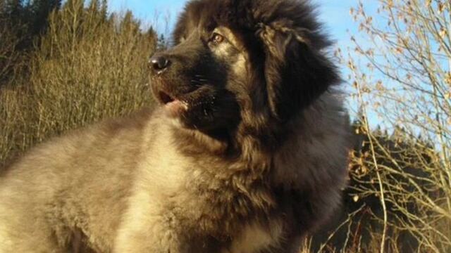 Pagaron una fortuna por este perro y su origen es impactante