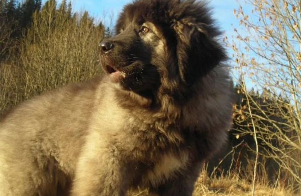 Pagaron una fortuna por este perro y su origen es impactante