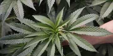 Marihuana (imagen ilustrativa).