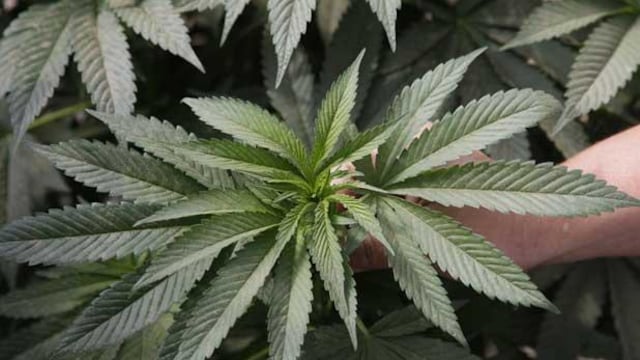 Marihuana (imagen ilustrativa).