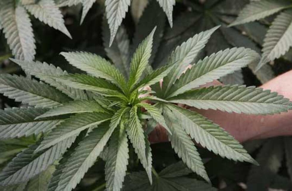 Sur de Córdoba: lo allanaban por una denuncia de violencia y le encontraron marihuana y una balanza digital