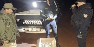 Hallan un gato margay atropellado en Puerto Esperanza.