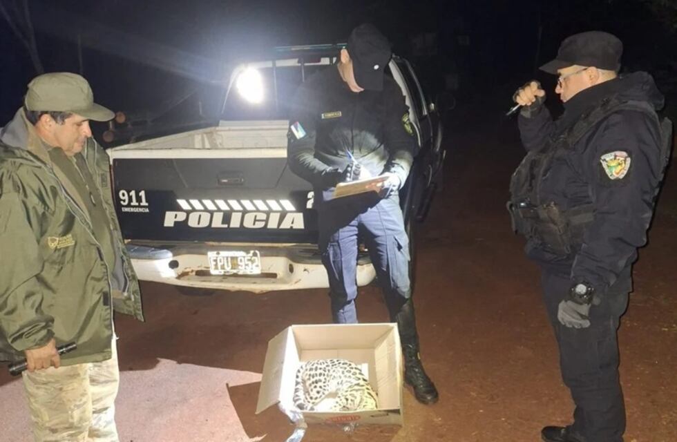 Hallan un gato margay atropellado en Puerto Esperanza