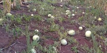 Productores misioneros desesperados por la pérdida de cosechas a causa de la sequía.