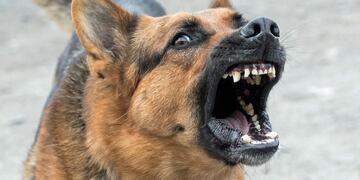 El hombre fue mordido por ovejeros - Imagen web