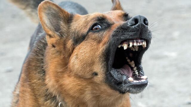 El hombre fue mordido por ovejeros - Imagen web