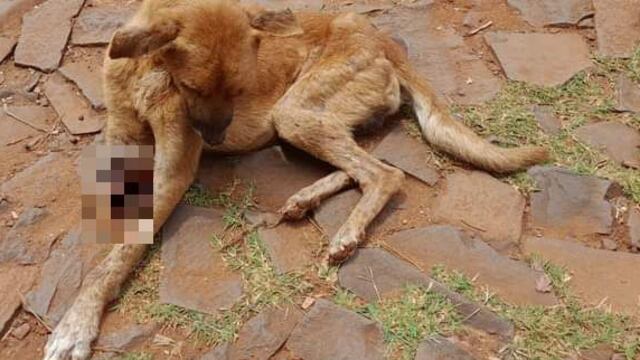 Puerto Iguazú: pedido de colaboración para Titán, un perro que perdió una pata.