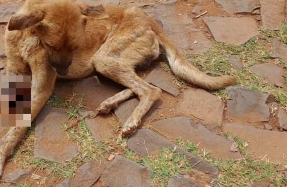 Puerto Iguazú: pedido de colaboración para Titán, un perro que perdió una pata