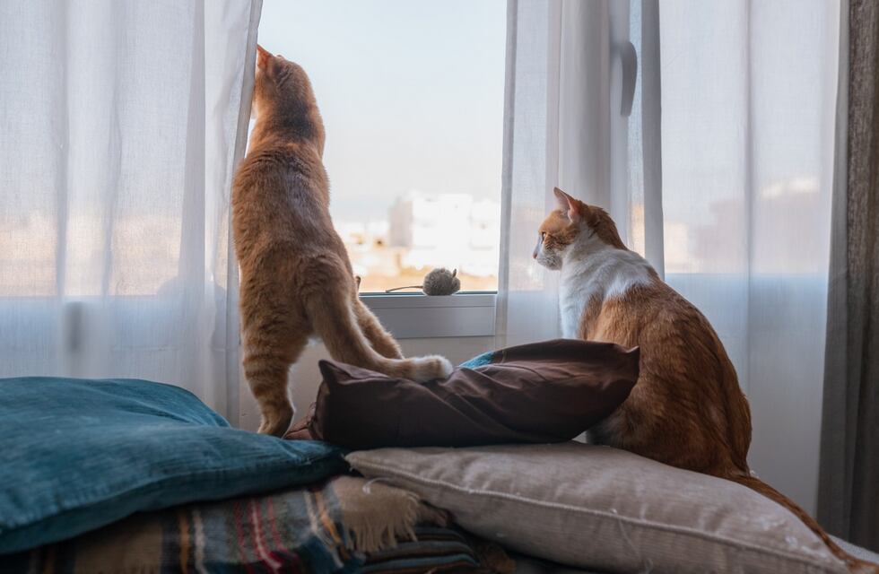 Insólito: busca alquiler en Córdoba y le piden “un extra” por mascotas