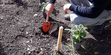 Huerta urbana, cada vez más desarrollada