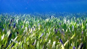 La planta más grande del mundo.