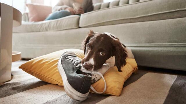 Perros y gatos callejeros tendrán hogares transitorios en San Javier y Yacanto.