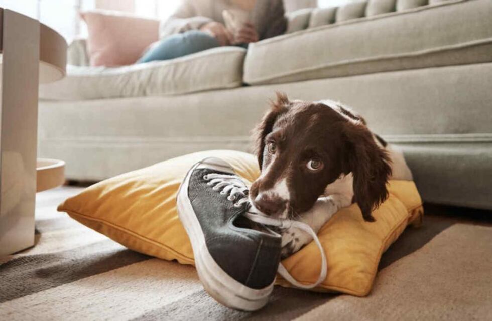 Un municipio de Córdoba crea el registro de adopción transitoria de mascotas