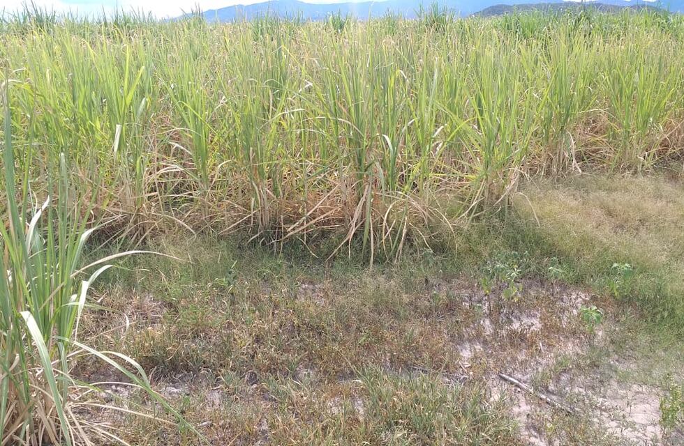 La sequía en Jujuy provocó serias pérdidas en la producción de caña de azúcar