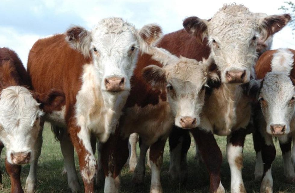 Conocé el campo cordobés que se salvó de la falta de agua gracias a un tesoro natural escondido