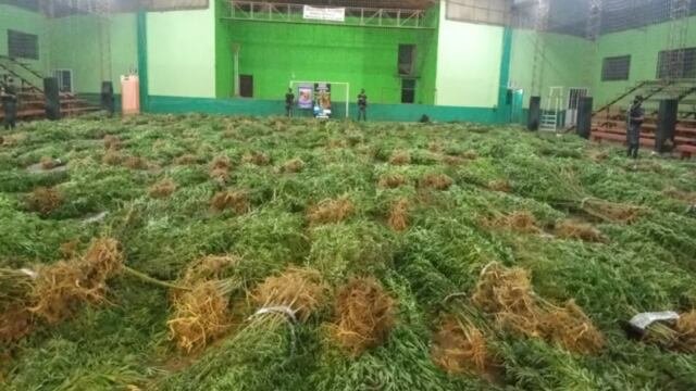 El Juzgado dispuso que se extraigan las plantas de raíz.