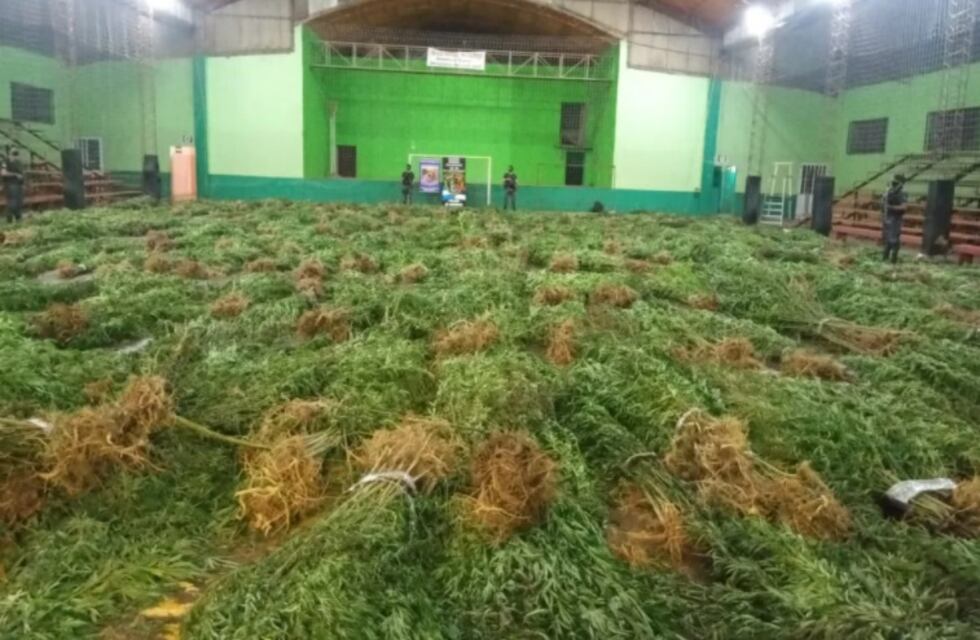 La plantación de marihuana encontrada en Dos Hermanas tenía 16.410 plantas