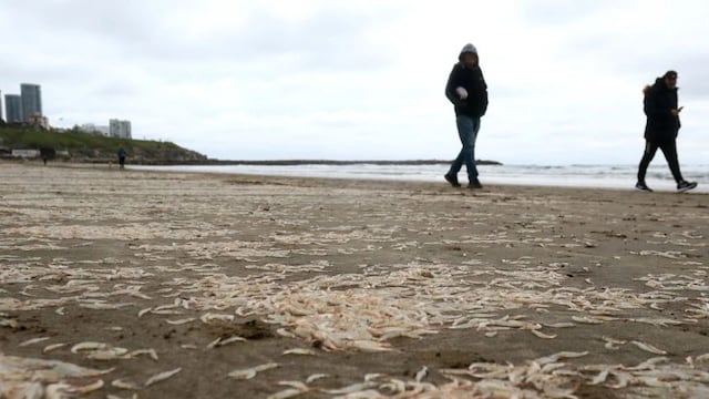 Extraña postal: Playa Grande amaneció cubierta de crustáceos similares a los camarones