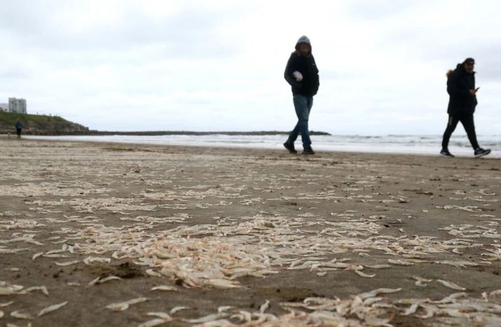 Extraña postal: Playa Grande amaneció cubierta de crustáceos similares a los camarones