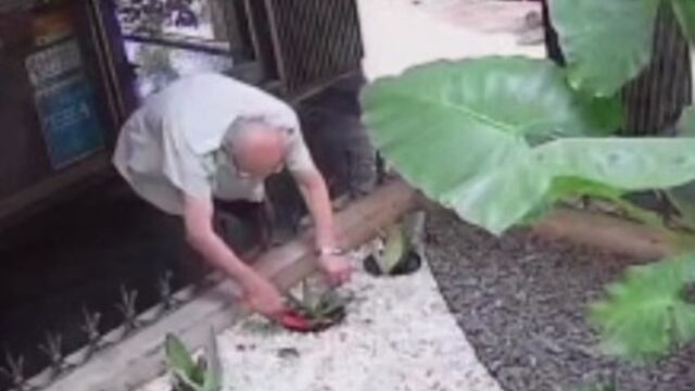 Supo que a sus vecinos les robaron una planta y decidió reponerla sin contarles.