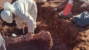 Tras las inundaciones en Neuquén, se desenterraron varios restos fósiles de dinosarios.