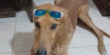 Mateo fue encontrado en un baldío en San Guillermo, Santa Fe.