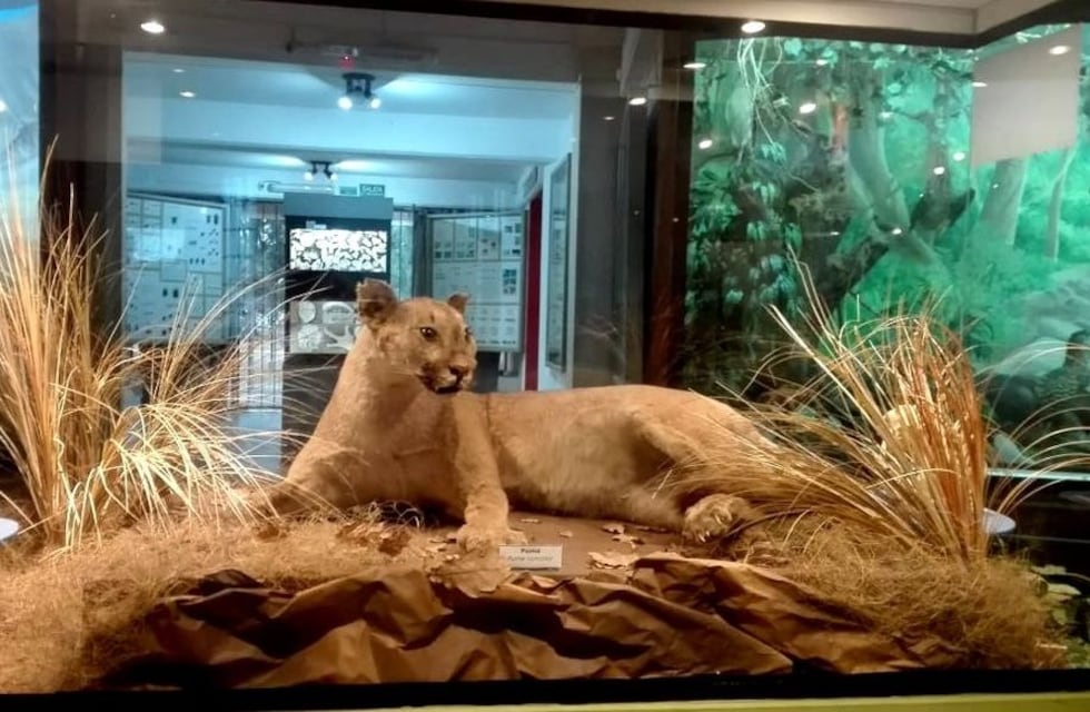 Vacaciones de invierno: el Museo de Ciencias Naturales se luce como destino turístico