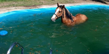 Un caballo se cayó al agua