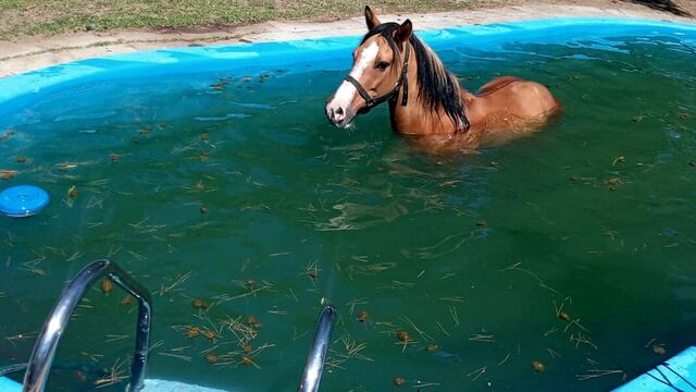 Un caballo se cayó al agua