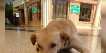 Tuki, el perro viral, fue rescatado y será dado en adopción.