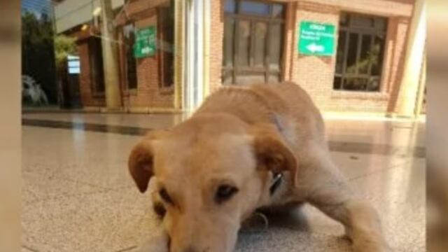 Tuki, el perro viral, fue rescatado y será dado en adopción.