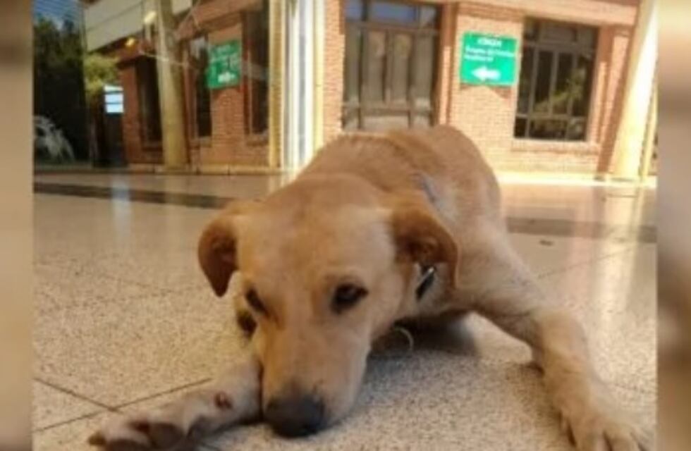 Su dueño llegó al Hospital, falleció y él lo espera fuera: la historia del perro que conmueve las redes misioneras