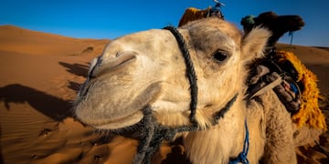 Un correntino hizo un asado con carne de camello en Qatar.