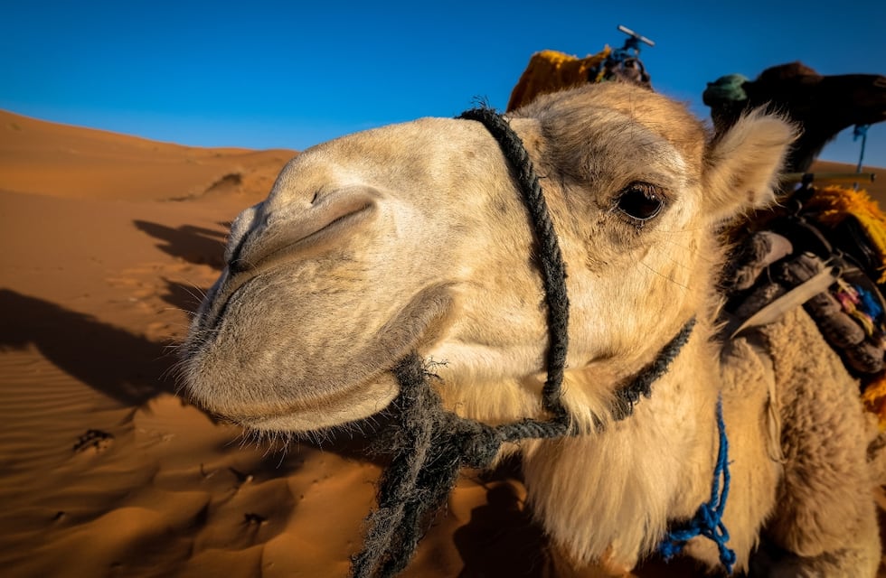 Un correntino hizo asado de camello en Qatar y contó su experiencia en un video