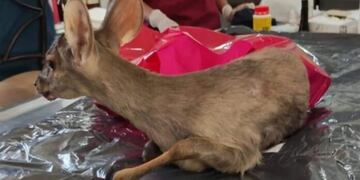 Malagueño. La corzuela rescatada por la Policía Ambiental. (EL Diario)