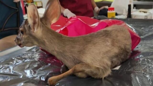 Malagueño. La corzuela rescatada por la Policía Ambiental. (EL Diario)