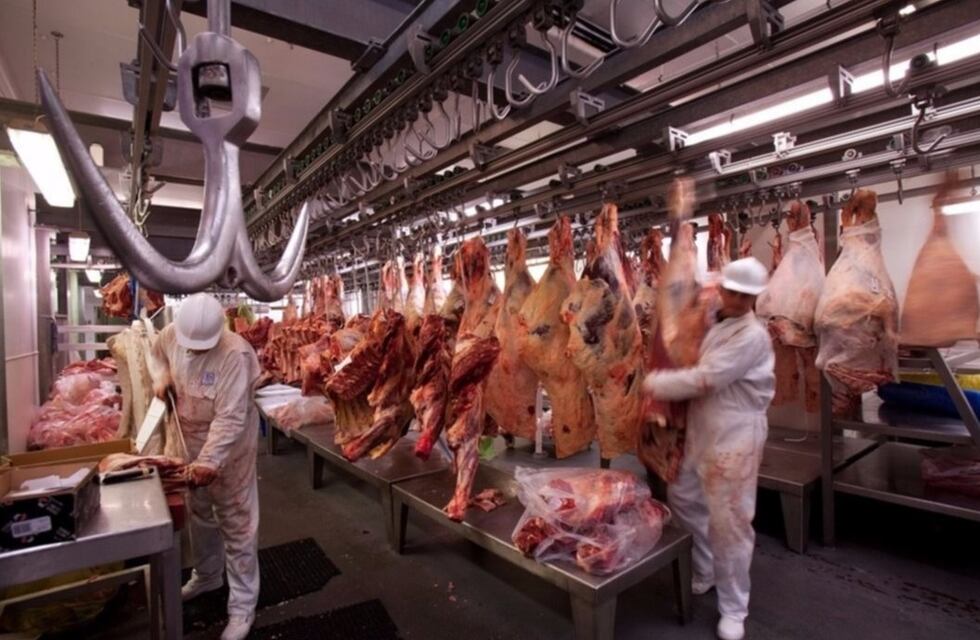 Carnes consumo novillito vs. carne de exportación conserva