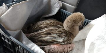 Una familia mendocina rescató a un pichón de flamenco.