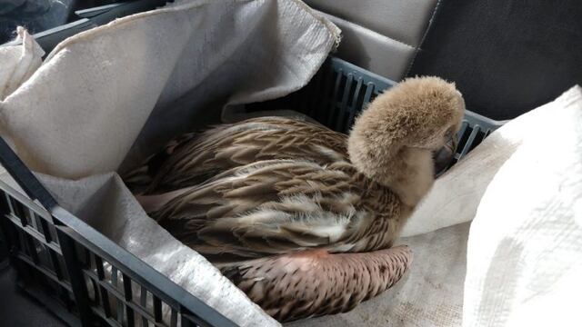 Una familia mendocina rescató a un pichón de flamenco.