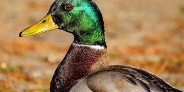 Un pato “cayó preso” en Puerto Madryn.