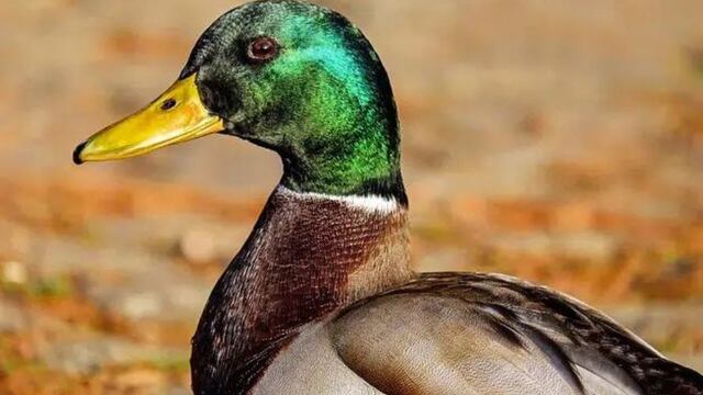 Un pato “cayó preso” en Puerto Madryn.