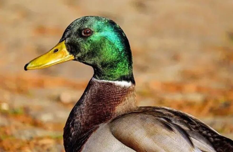Insólito video: un pato “cayó preso” en Puerto Madryn y se volvió viral