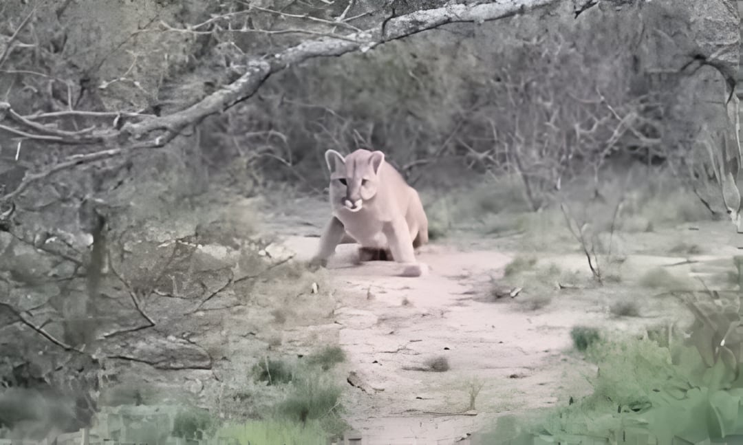 Un grupo de ciclistas se encontró un puma en Alta Gracia. (Foto: Ilustrativa)