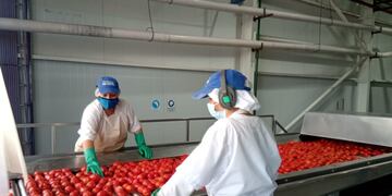La elaboración de pasta de tomate es para fábricas de la zona y también está destinada al mercado que asiste directamente la pulpera.
