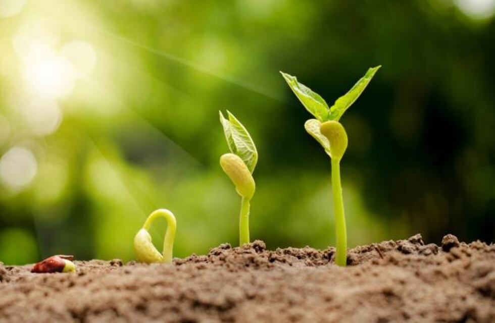 Mendoza Emprende X 100: apoyo a emprendimientos tecnológicos y de innovación