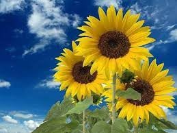 Girasoles florecen en septiembre