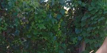 Ante la detección de la presencia de esta plaga en su zona, comunicarlo inmediatamente a las líneas habilitadas.