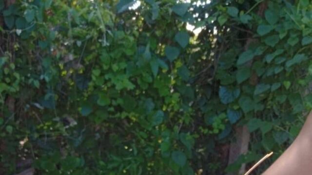 Ante la detección de la presencia de esta plaga en su zona, comunicarlo inmediatamente a las líneas habilitadas.